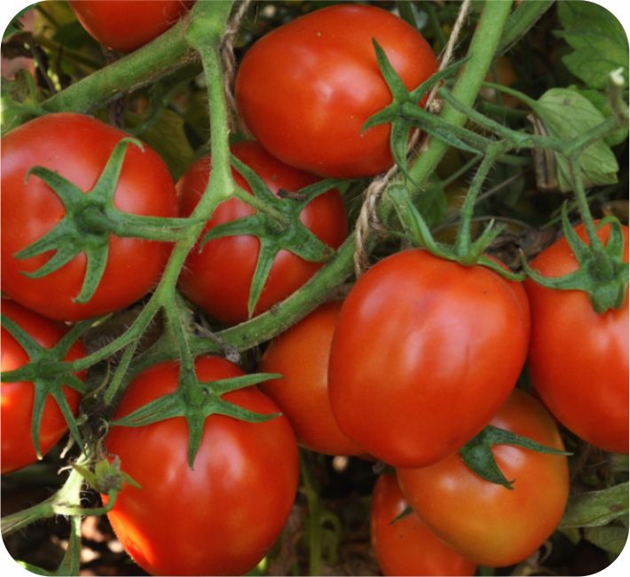 TOMATO - 1005 F1 HYBRID