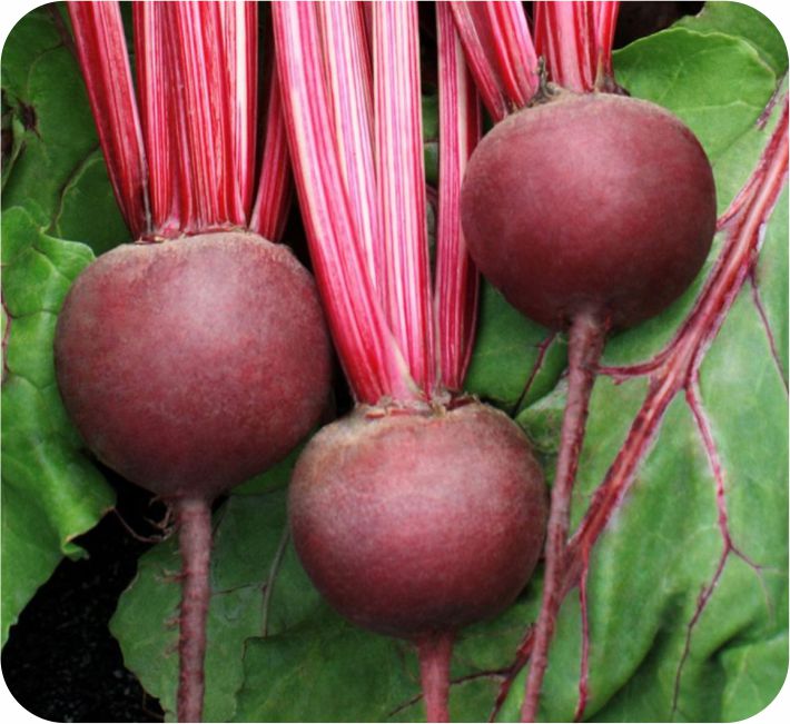 BEET ROOT – BYRAVA F1 HYBRID