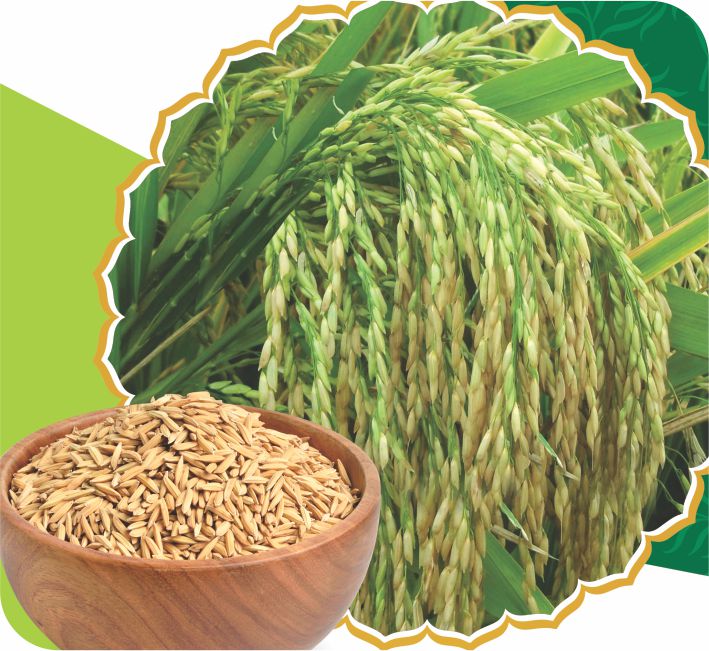 PADDY - AS-135 ( MTU - 1153)