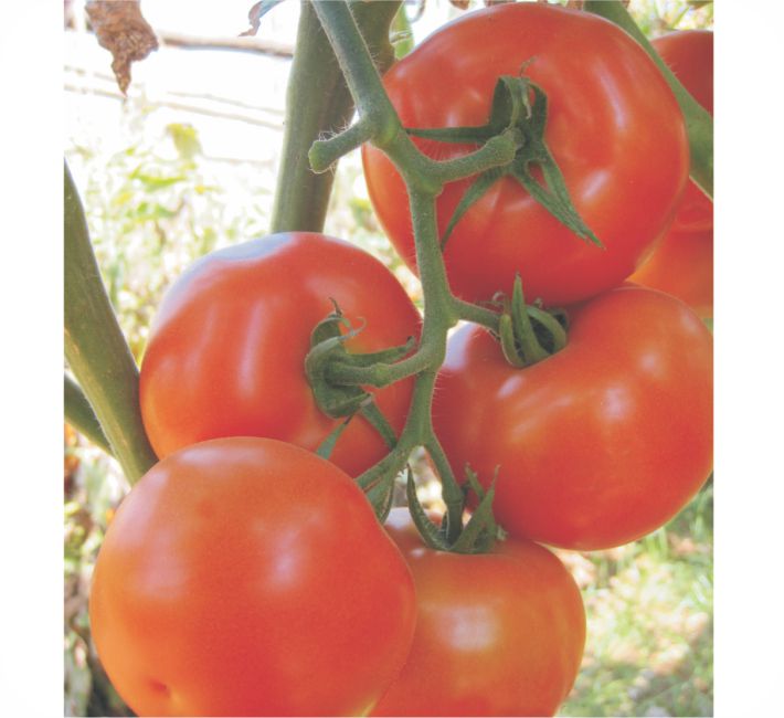 TOMATO - RAJALAKSHMI F1 HYBRID