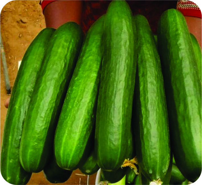 CUCUMBER - AS-777 F1 HYBRID