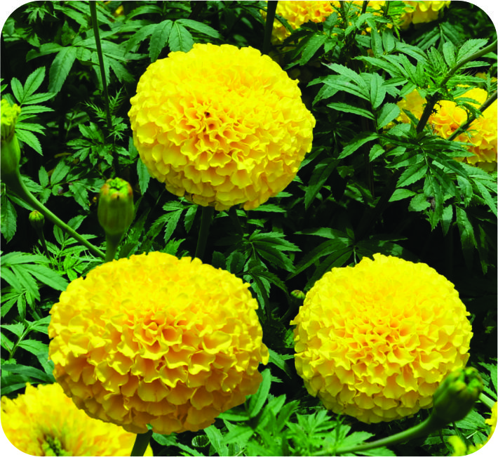 MARIGOLD – KUBERA F1 HYBRID