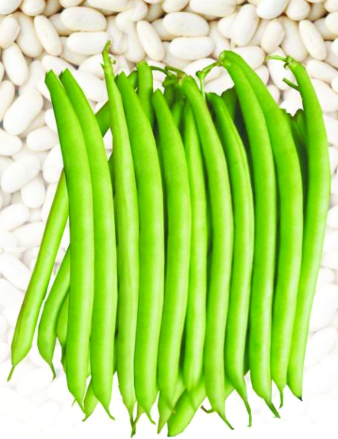 BUSH BEAN - HAREKRISHNA