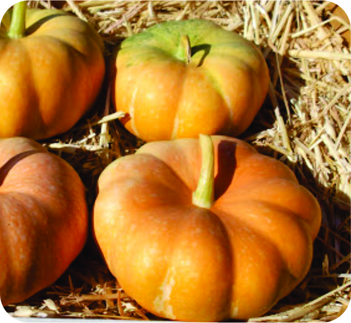 PUMPKIN – SURYAMUKHI F1 HYBRID