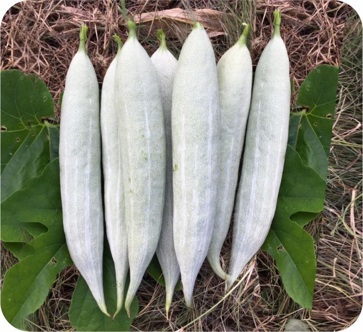 SNAKE GOURD – KONGU  F1 HYBRID