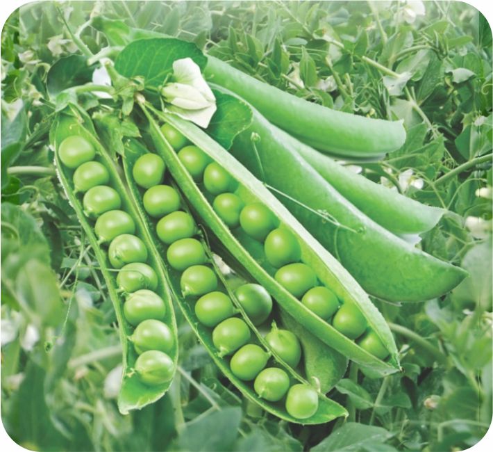 PEAS - AFA-10