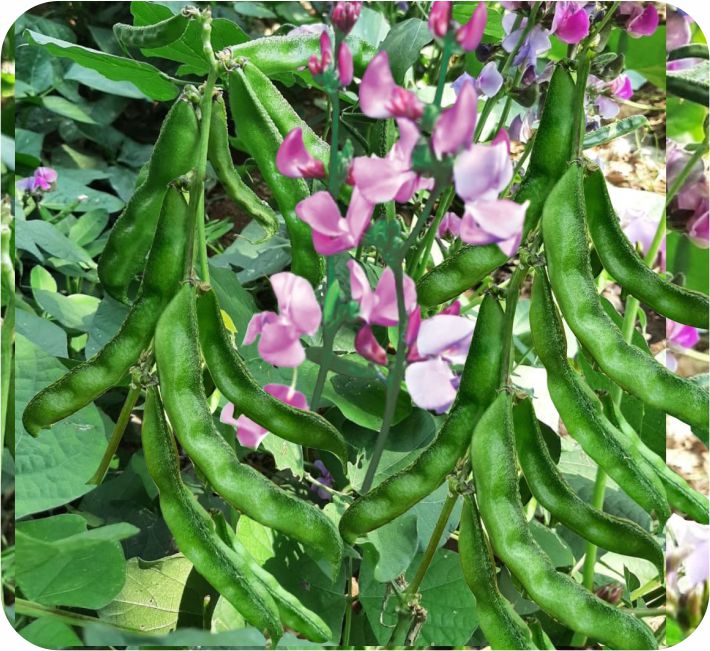 BUSH DOLICHOS - PARTHA