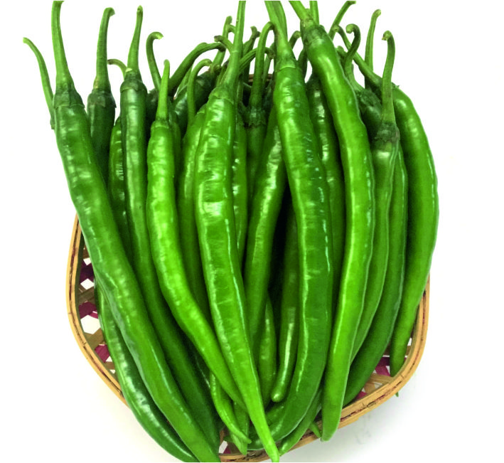 CHILLI – JODHA F1 HYBRID