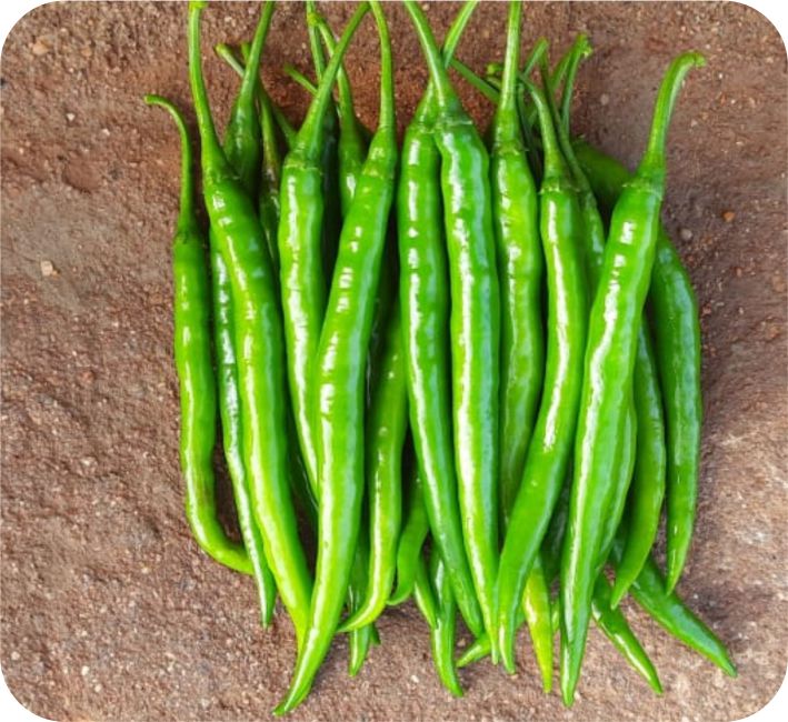 CHILLI – CHIGARI F1 HYBRID