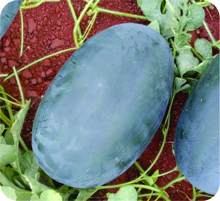 WATER MELON – FOX  F1 HYBRID