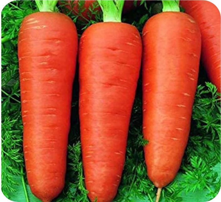 CARROT – REX F1 HYBRID