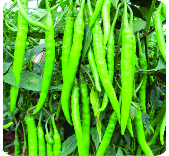 CHILLI – PG-2 F1 HYBRID