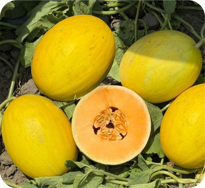 MUSKMELON – AMISHA F1 HYBRID
