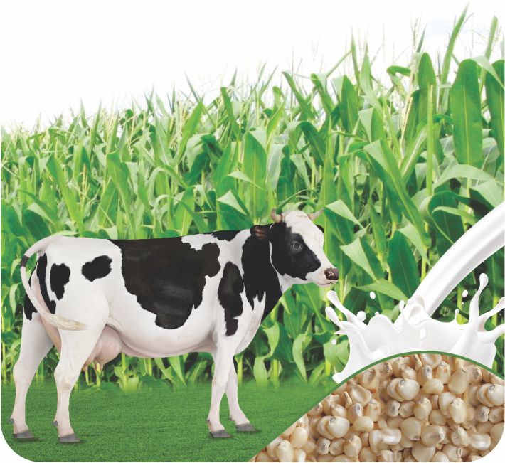 FODDER MAIZE AFRICAN TALL