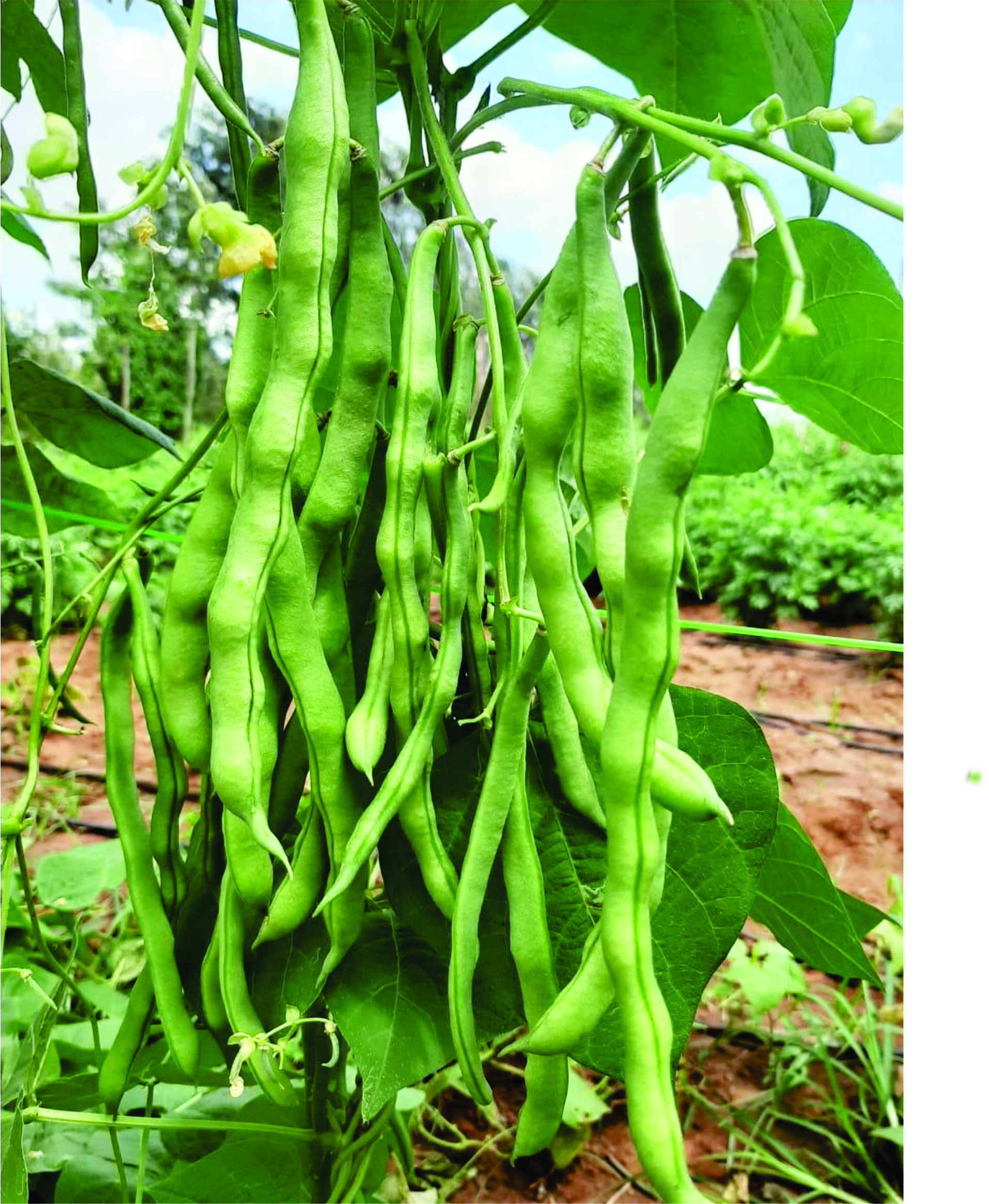 POLE BEAN - KODAI MURUNGA