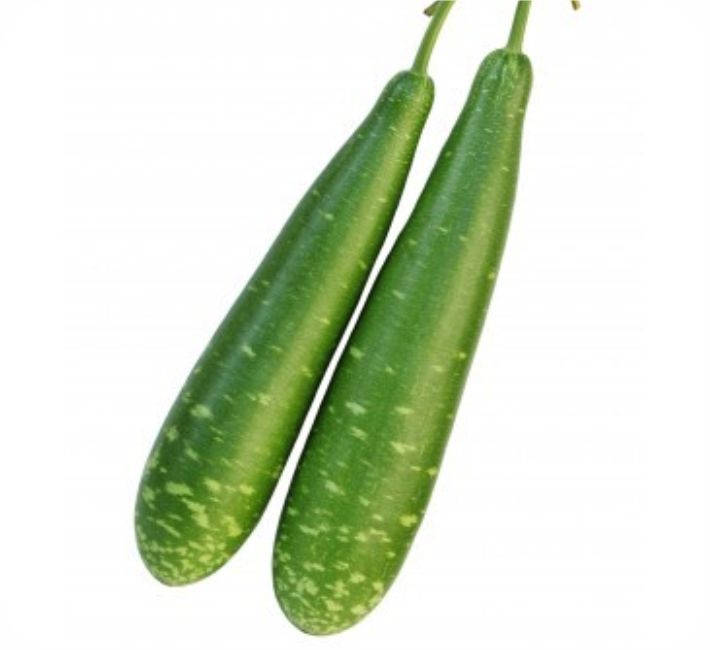 BOTTLE GOURD – SUNNY F1 HYBRID