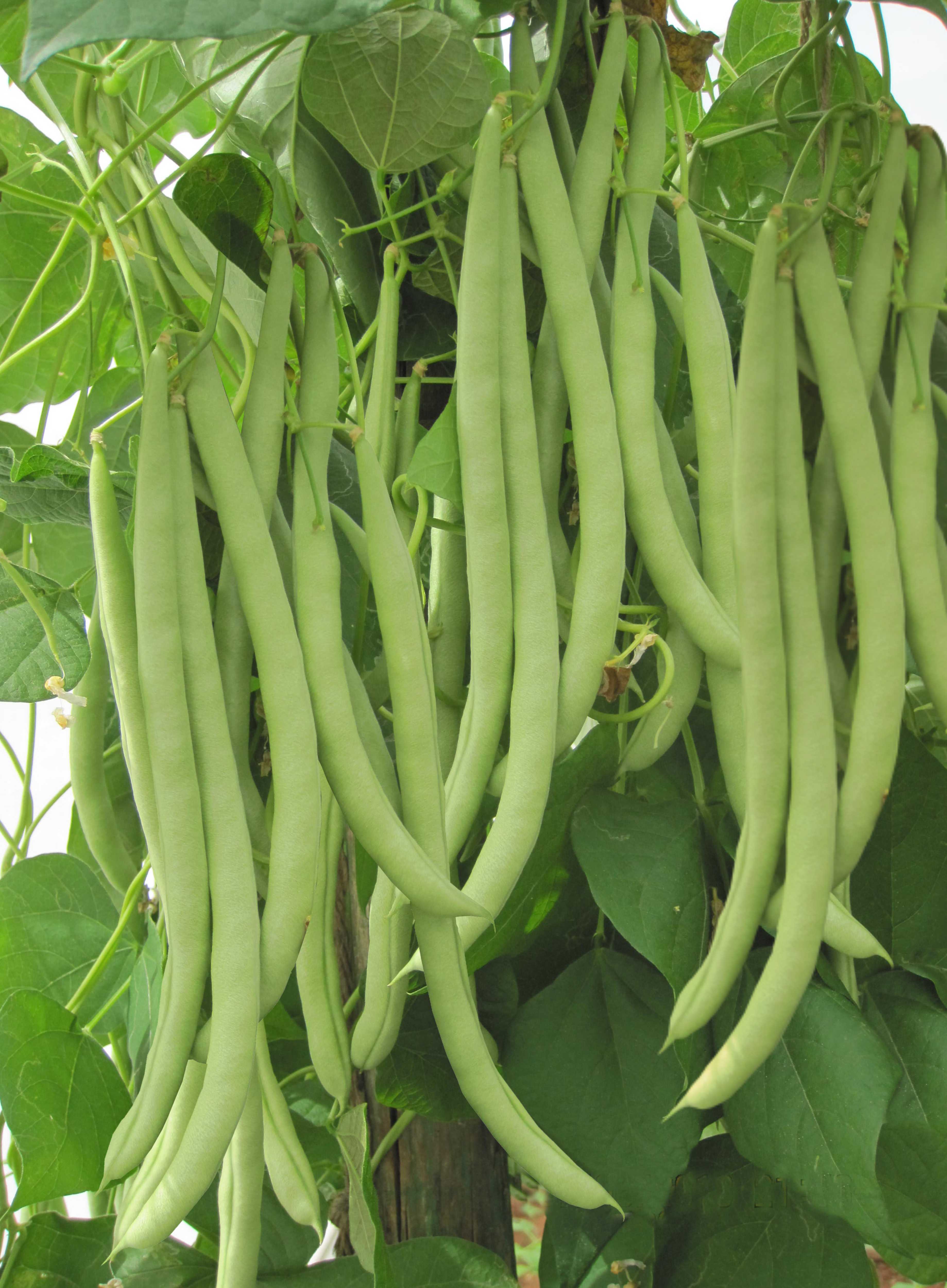 POLE BEAN - CLASSIC NZ