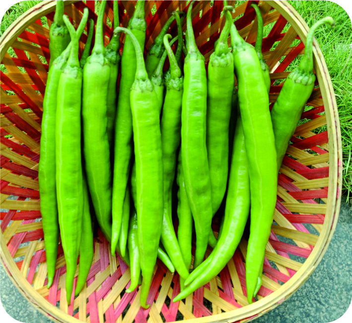 CHILLI – UTTAM - 10181 F1 HYBRID