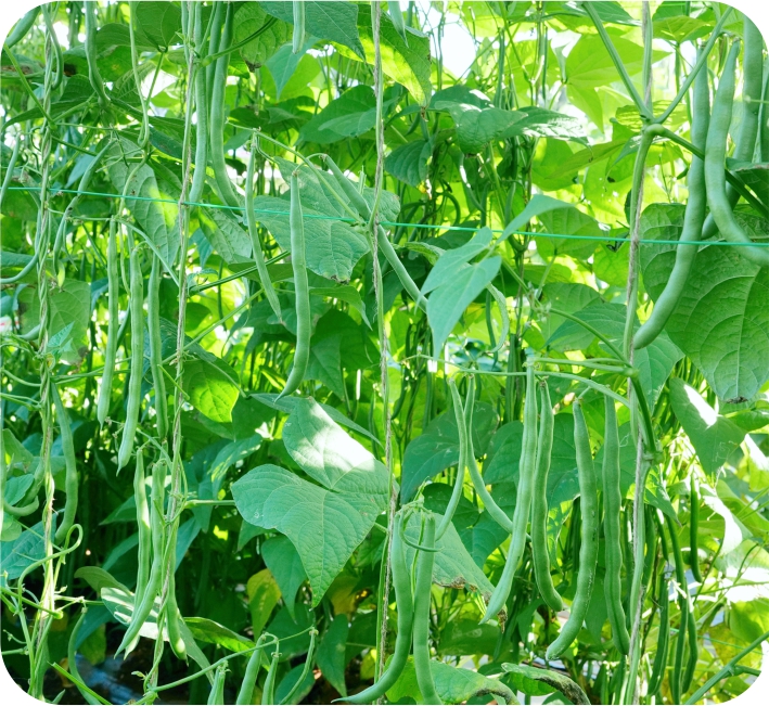 POLE BEAN - 7C
