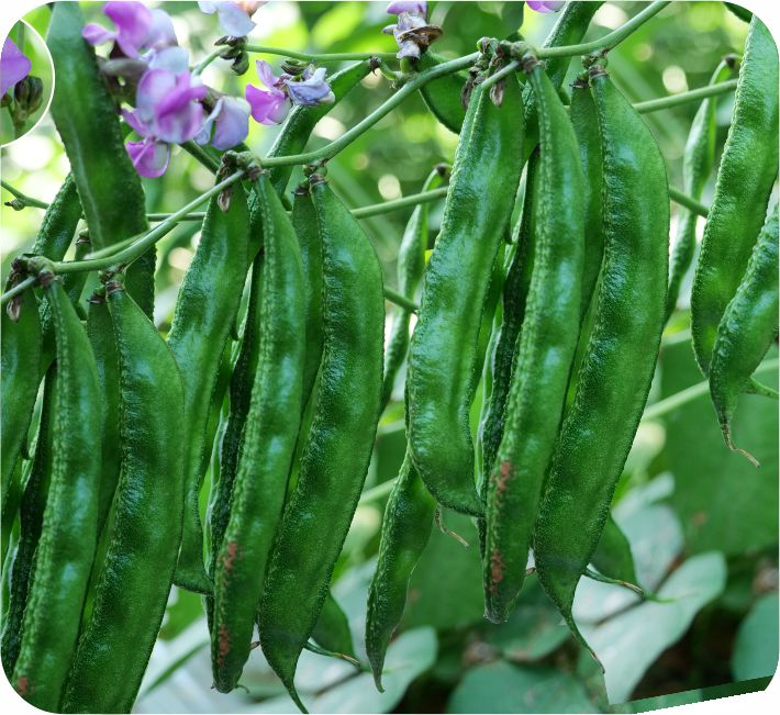 DOLICHOS - ASDL-15 TRISHA F1 HYBRID