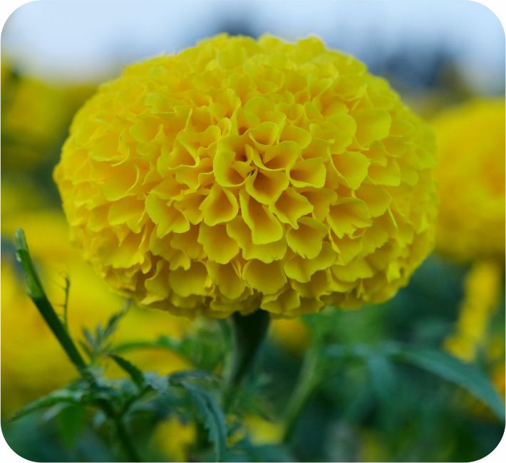 MARIGOLD – TALL YELLOW F1 HYBRID