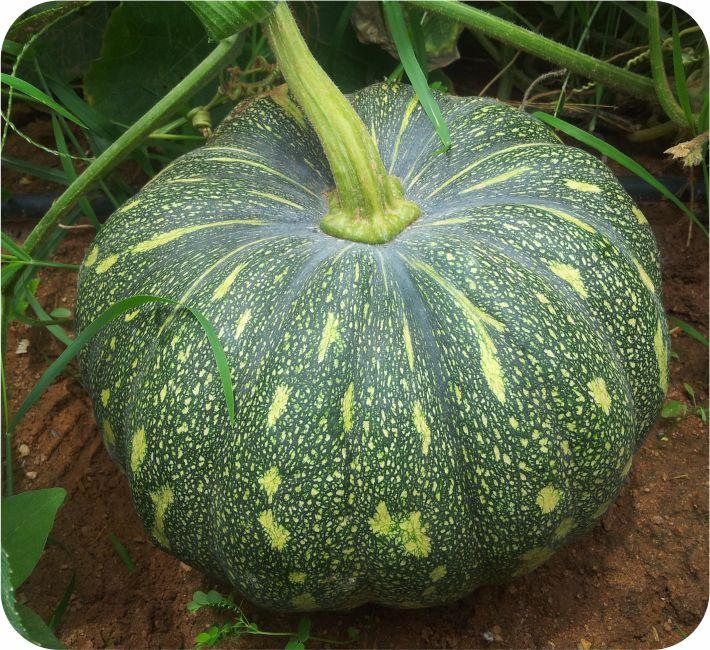 PUMPKIN – 4002 F1 HYBRID