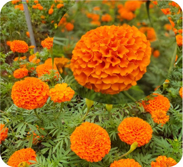 MARIGOLD – BAHUBALI F1 HYBRID