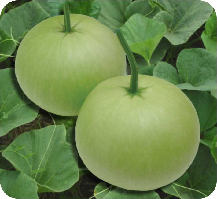 BOTTLE GOURD – MOON F1 HYBRID