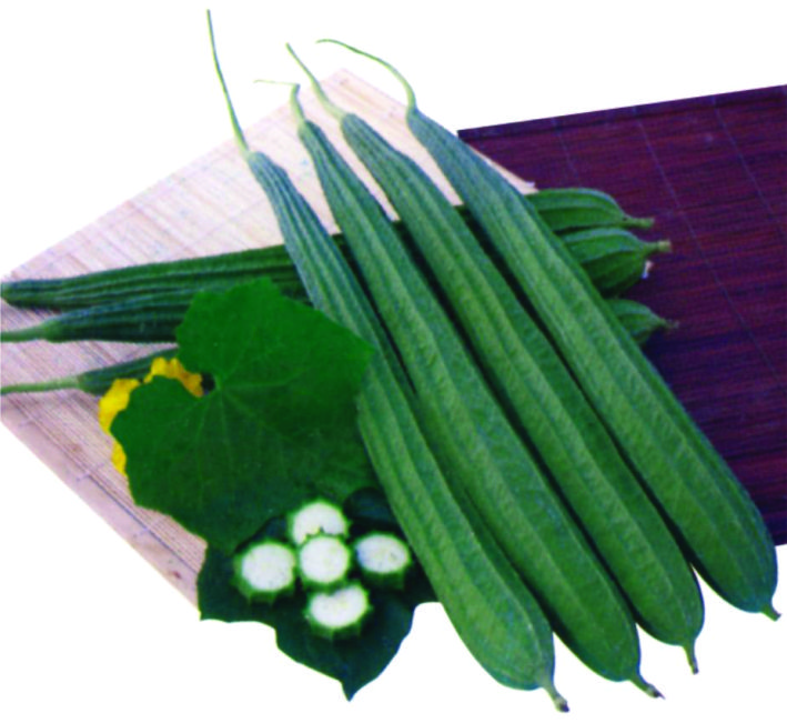 RIDGE GOURD – NANDINI F1 HYBRID