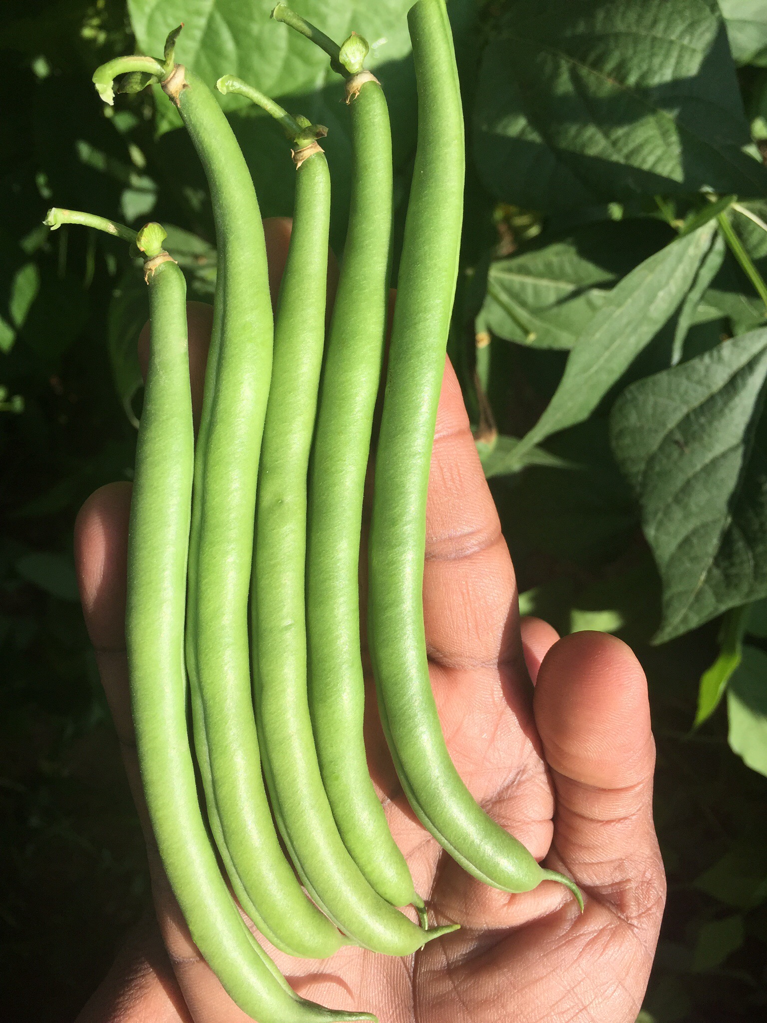 POLE BEAN – BELLI