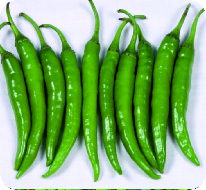 CHILLI – PRAGATHI F1 HYBRID