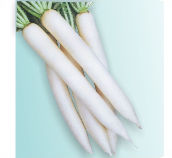 RADISH - MINO EARLY IMPORTED