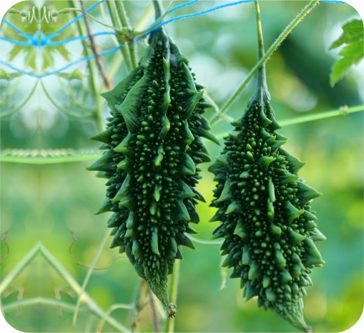 BITTER GOURD - NITI F1 HYBRID