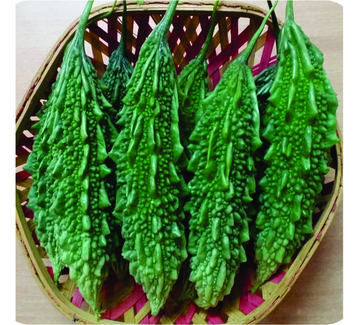 BITTER GOURD – BG - 2 RESEARCH