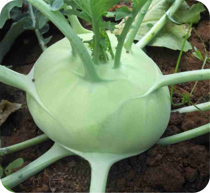 KNOL KHOL – EXPRESS