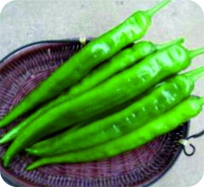 CHILLI – BANGALORE SUPER F1 HYBRID