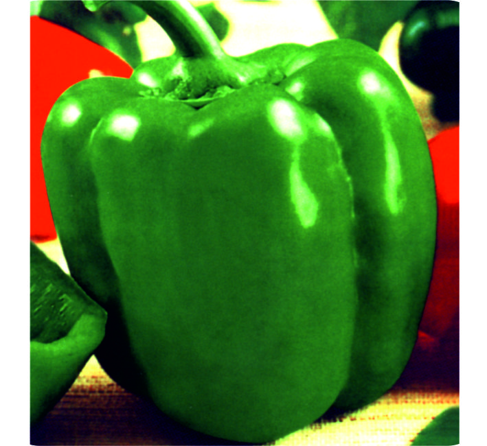 CAPSICUM – CALIFORNIA WONDER
