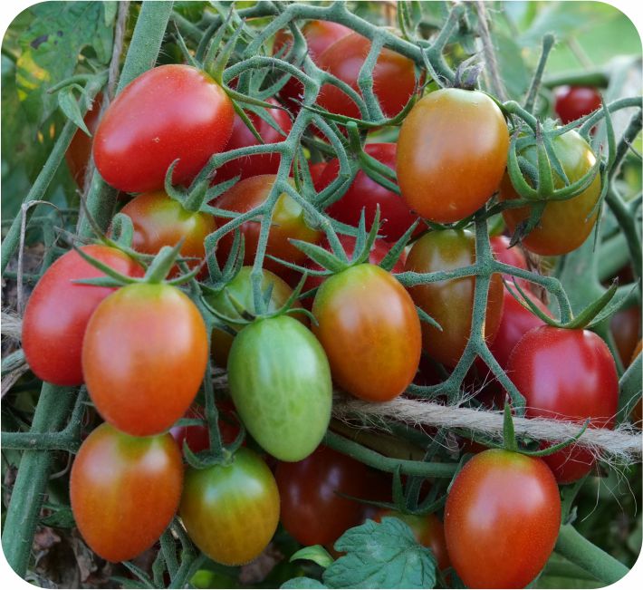 TOMATO - CHERRY OVAL F1 HYBRID