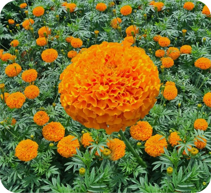 MARIGOLD – RAJAHMUNDRY F1 HYBRID