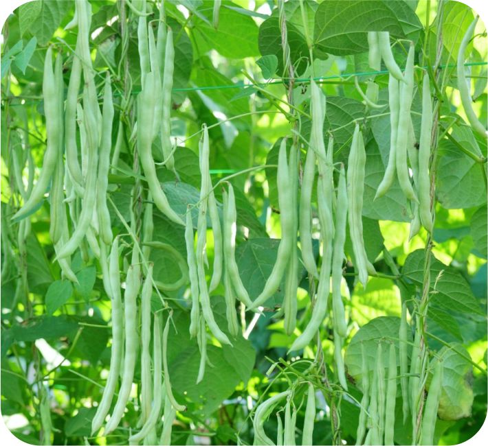 POLE BEAN - NUTAN