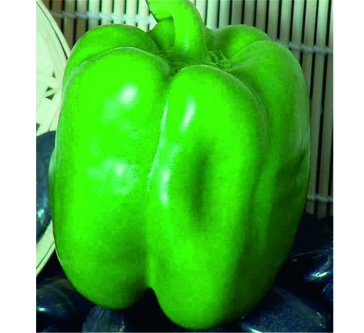 CAPSICUM – SWIFT F1 HYB