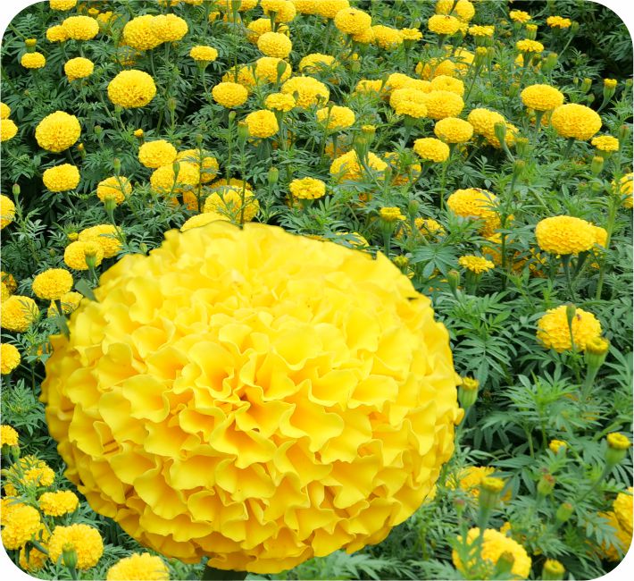 MARIGOLD – MINCHU F1 HYBRID