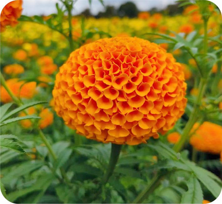 MARIGOLD – ORANGE KING F1 HYBRID