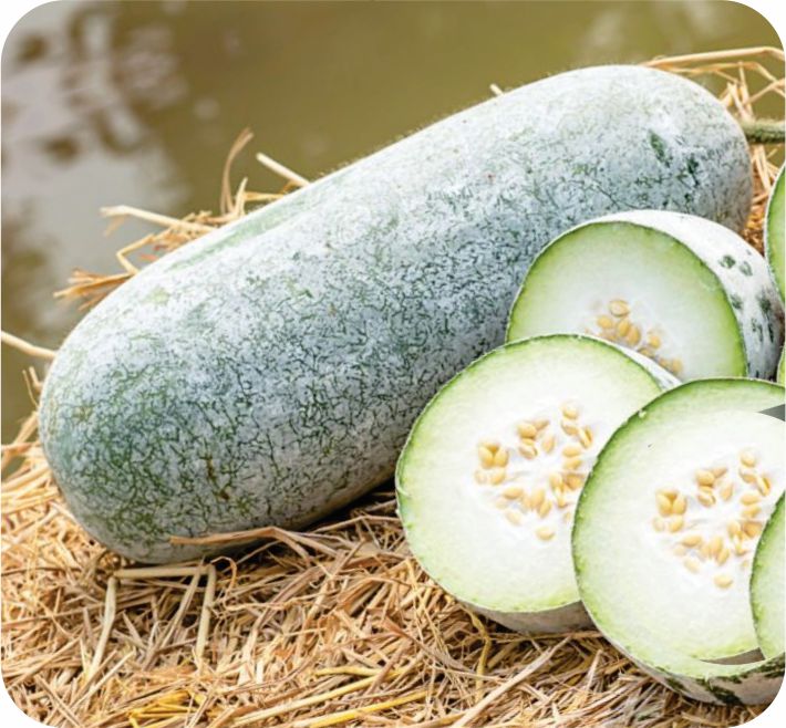 ASH GOURD – SUKANYA F1 HYBRID