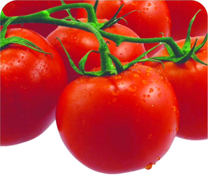 TOMATO – SAHARA F1 HYBRID