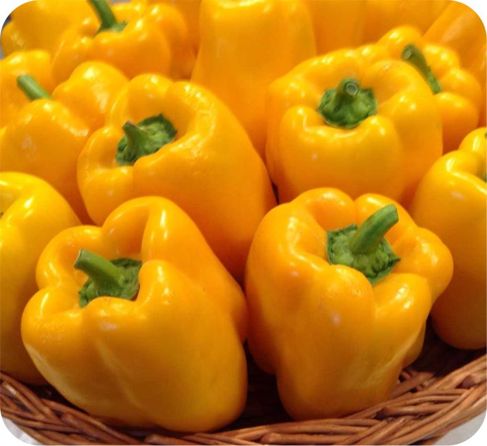 CAPSICUM – YELLOW XYLO F1 HYBRID