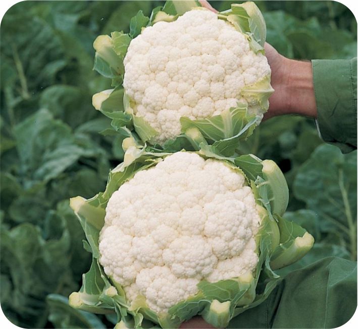 CAULIFLOWER – SNEHA F1 HYBRID