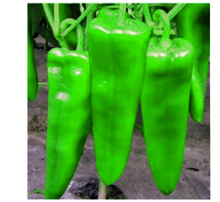 CHILLI – AS-023 F1 HYBRID