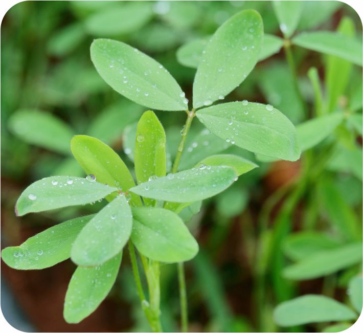 GRASS - BERSEEM GRASS