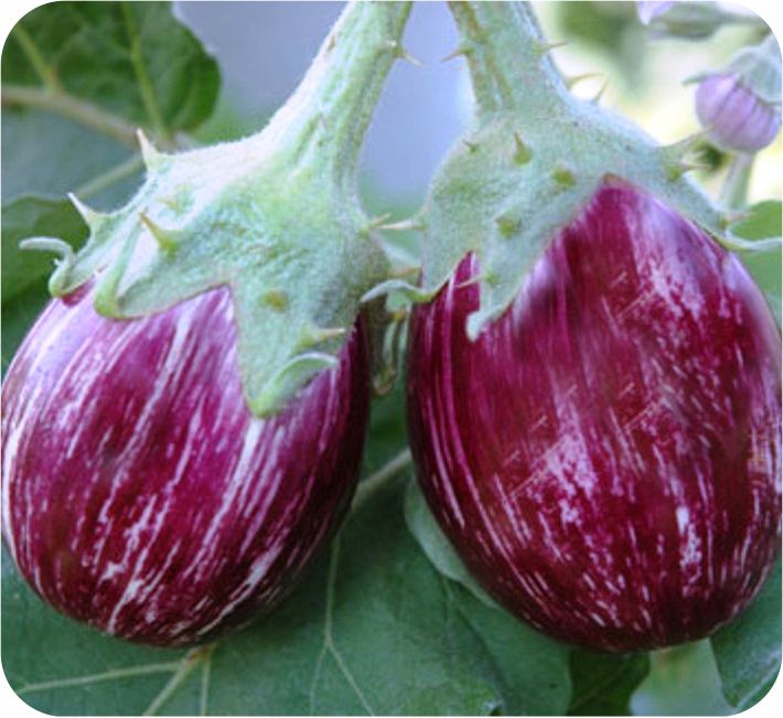 BRINJAL – CHANDAN F1 HYBRID